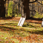 South Cemetery in Harwinton, CT